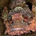 scorpionfish_tasseled_dae_ni_v_0301_egy0781.jpg